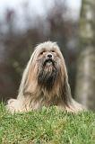 LHASSA APSO 268